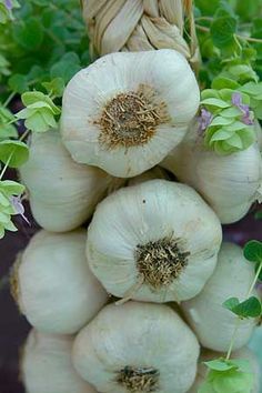 several bulbs of garlic are growing in a potted plant with green leaves on the top