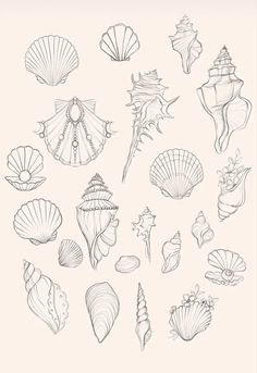 an image of seashells drawn in pencil