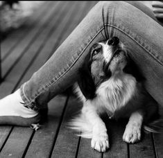 a black and white photo of a dog with its head sticking out from under someone's leg