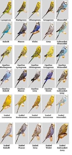 the different types of birds are shown in this chart, which shows their names and colors