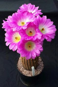 a potted plant with pink flowers in it