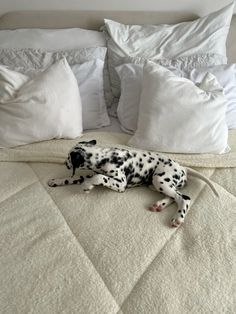 a dalmatian dog laying on top of a bed