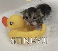 a kitten playing with a rubber duck in a bathtub that is filled with bubbles