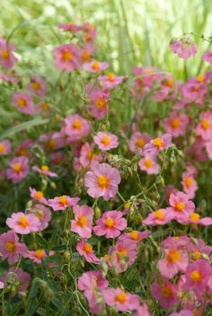 pink flowers are blooming in the grass