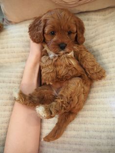 a small brown dog laying on top of a person's arm