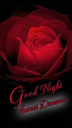 a red rose with the words good night sweet dreams