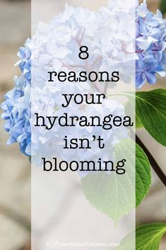 blue flowers with the words 8 reasons your hydrangea isn't blooming