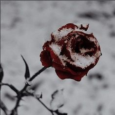 a red rose covered in snow sitting on top of a branch