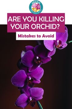 purple flowers with the words are you killing your orchid?