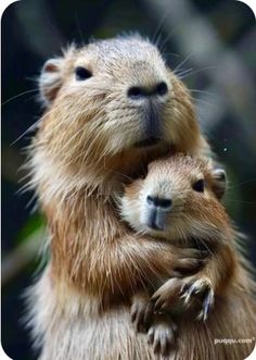 a mother groundhog holding her baby in its arms and looking at the camera with an indifferent look on their face