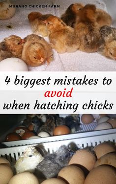 chickens and eggs with the words, 4 biggest mistakes to avoid hatching chicks