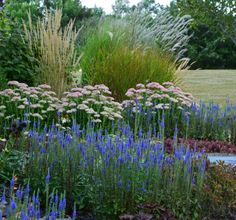 an assortment of flowers and plants in a garden with grass on the other side of the flower bed