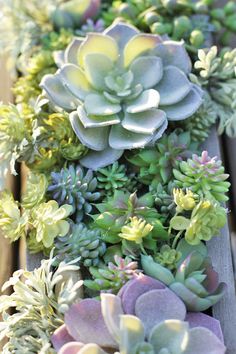 several succulents are growing on a wooden bench