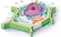 an animal cell diagram with all the parts labeled