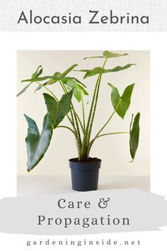 a potted plant with the words care and propagation