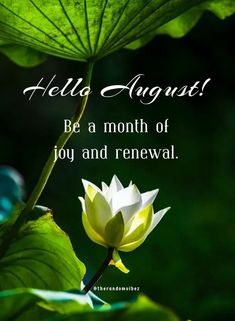 a white lotus flower sitting on top of a green leafy plant with the words,'hello august be a month of joy and renewal