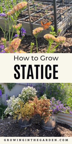 an image of how to grow statice in the garden with text overlay that reads how to grow statice