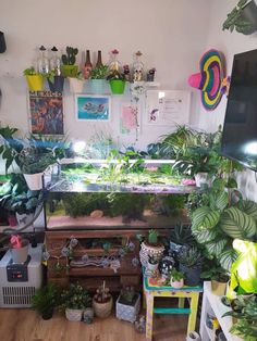 a room filled with lots of different types of plants