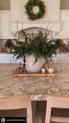 a large potted plant sitting on top of a kitchen counter next to two chairs