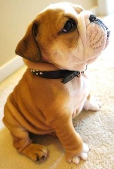 a small brown and white dog sitting on the floor