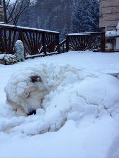 a polar bear in the snow with its head sticking out of it's hole