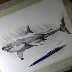 a pencil drawing of a shark on paper