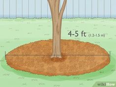 the height of a tree in front of a fence is shown with an arrow pointing to it