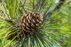 a pine cone hanging from a tree branch