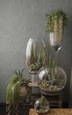 three glass vases filled with plants on top of a table