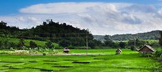 a lush green field covered in lots of grass