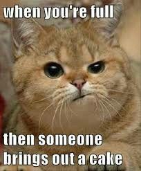 a cat is looking at the camera with caption that says, when you're full then someone brings out a cake