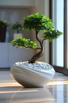 a bonsai tree in a white bowl on the floor next to a large window