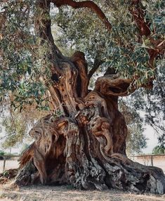 an old tree that has been turned into a sculpture