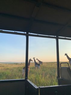 three giraffes are standing in the grass behind a vehicle window as the sun sets