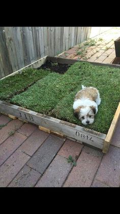 a small dog laying in the grass on top of a wooden pallet with its head down