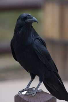 a black bird sitting on top of a wooden post