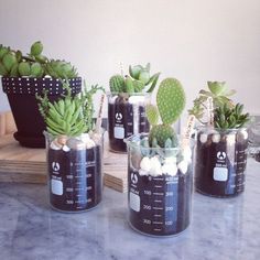 four jars with plants in them sitting on a table