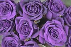 a bunch of purple roses that are in a vase