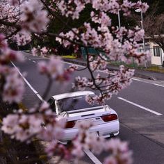 a white car parked on the side of a road next to a tree with pink flowers