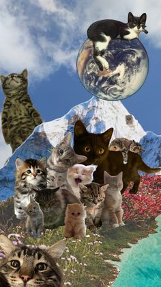 a collage of cats with the earth in the sky and mountains behind them, all looking different directions