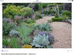 a garden filled with lots of different types of plants