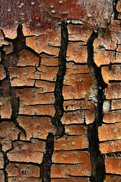 the bark of an old tree is brown and chipped