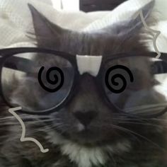 a cat wearing glasses with the caption that says, i'm not sure what this is