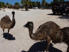 two ostriches standing in the middle of a dirt road next to palm trees