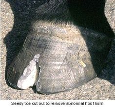 an animal that is laying down on the ground next to a piece of wood with its paw resting on it