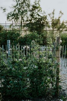 a fence with plants growing through it