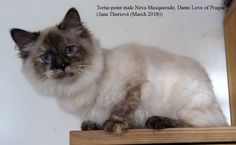 a cat sitting on top of a wooden shelf