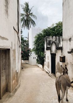 Donkeys of Lamu / Kenya Kenya Aesthetic, European Architecture, Beautiful Vacations, Creative Pictures, Donkeys, Magical Places