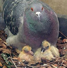 a mother pigeon feeding her babies in the nest