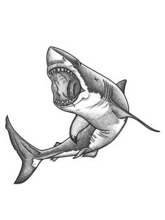 a drawing of a shark with its mouth open